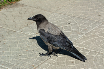 big gray black crow with bread