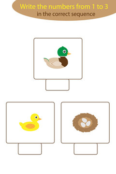 Visual game with duck life cycle for kids, educational task for the development of logical thinking, preschool worksheet activity, write numbers, vector illustration