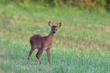 Portrait of fawn on grass near forest edge