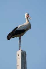 Young stork at the top of the pillar