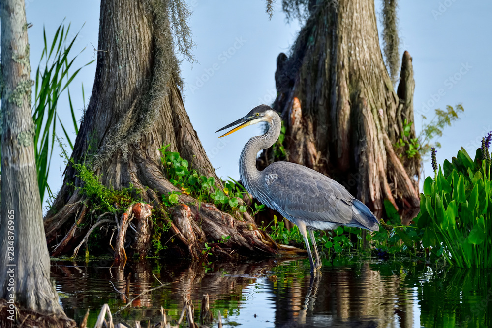 Wall mural great blue heron in the habitat.