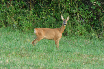 Young doe fawn grazes on a green meadow