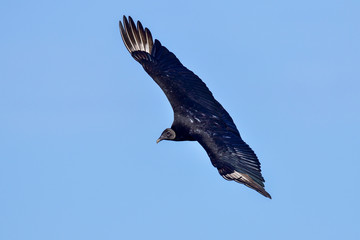 Black vulture is soaring in the sky
