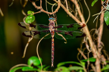 Prince Baskettail