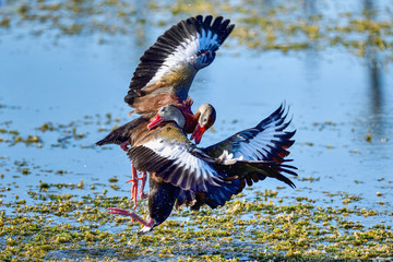 Black-bellied Whistling-ducks fighting. There are no holds barred.