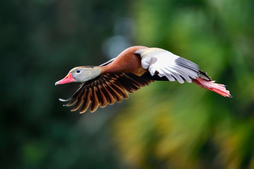 Black-bellied Whistling-duck in flight.