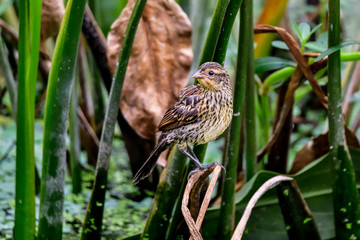 Red-winged Blackbird (female)