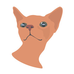 Cute, funny, Cat Sphinx muzzle