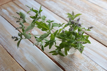 Green mint herb bouquet on wooden table