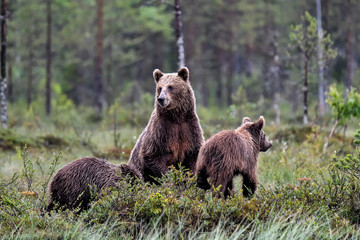 Brown bear mom with yearlings in the forest.