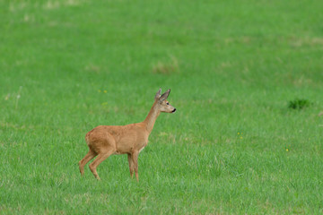 Young doe fawn grazes on a green meadow