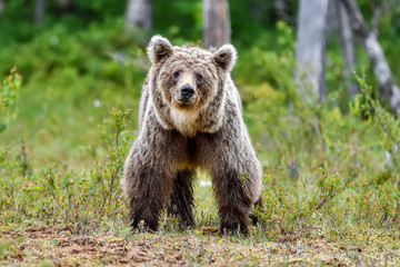 Not so happy looking Brown bear