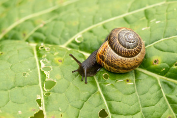 Snail crawls on green leaf