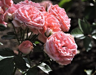 pink rose in the garden