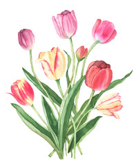 Colorful tulips watercolor illustration