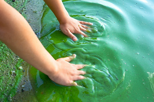Child hand and blue-green algae. Water pollution by blooming Cyanobacteria is world environmental problem. Ecology concept of polluted nature.