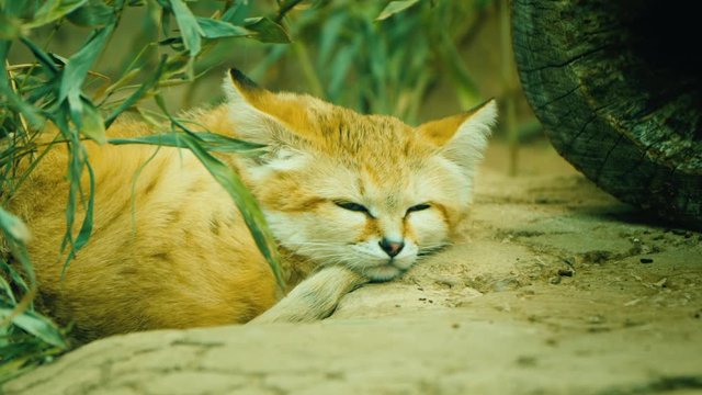 Cat - Felis margarita dozing in the sand
