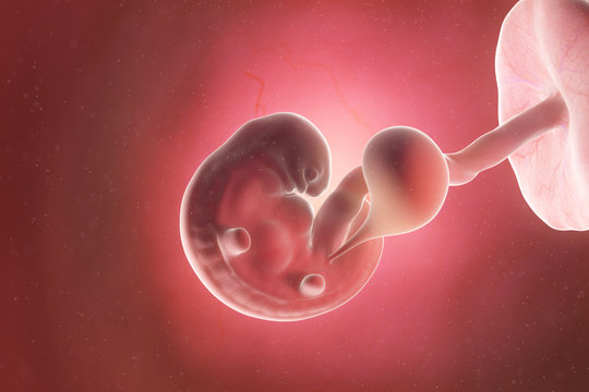 3d rendered medically accurate illustration of a fetus at week 6