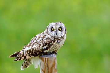 Short-eared Owl