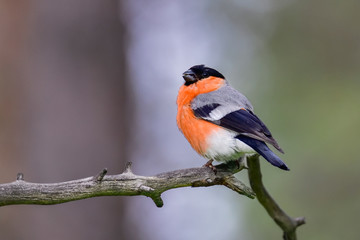 Eurasian bullfinch