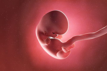 3d rendered medically accurate illustration of a fetus at week 8