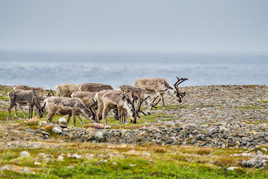 Reindeers grazing at the Barents Sea shore in Norway. The most northeastern place in the nordics where you can see reindeers.