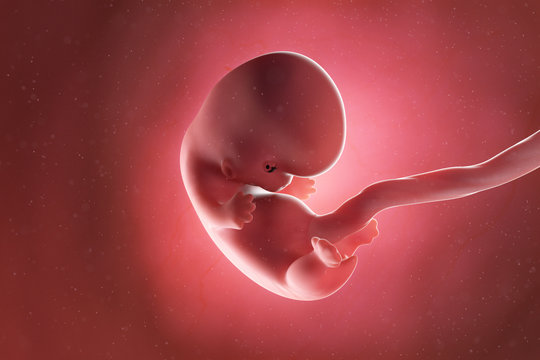 3d rendered medically accurate illustration of a fetus at week 8