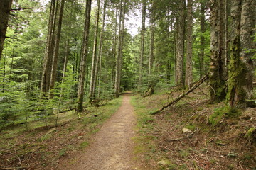 Selva Irati Pais Vasco