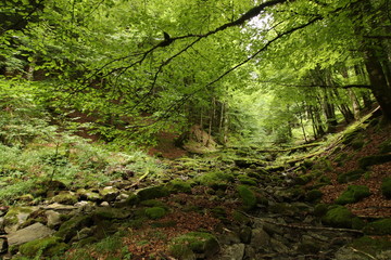 Fototapeta premium Selva Irati Pais Vasco