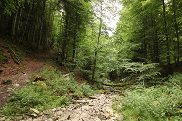 Selva Irati Pais Vasco