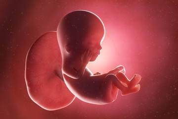3d rendered medically accurate illustration of a fetus at week 12 - obrazy, fototapety, plakaty