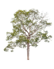 isolated tree on white background with clipping path 