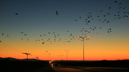 aves en el atardecer amanecer pájaros ruta
