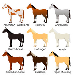name of the horse breed. 