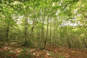 Selva Irati Pais Vasco