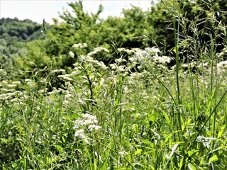 view of summer field with flowers