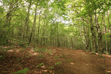 Selva Irati Pais Vasco