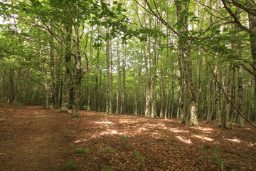 Selva Irati Pais Vasco