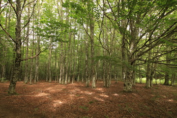 Selva Irati Pais Vasco