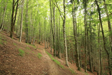 Selva Irati Pais Vasco