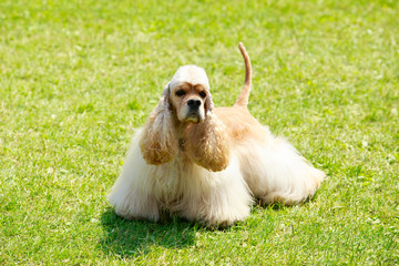 Dog breed american cocker spaniel