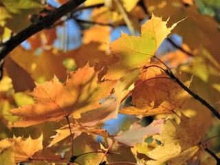 maple leaves in autumn