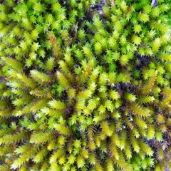 macro photo of a blooming moss top view