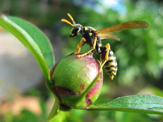 small details of the wasp on the flower