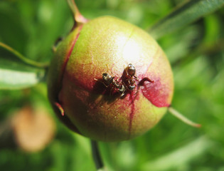 two common ants on a spherical flower
