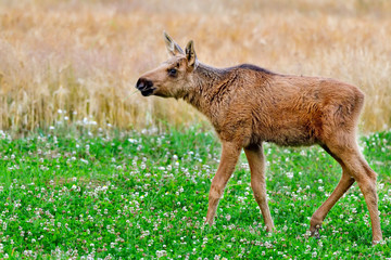 Moose calf is eating hay while walking through the clover field.
