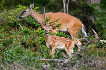 White-tailed deer fawn in the forest with her mom.