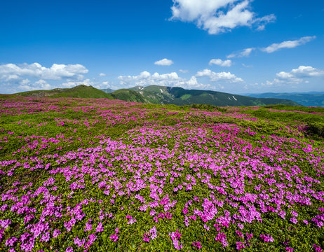 Blossoming slopes (rhododendron flowers ) of Carpathian mountains. © wildman