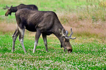 Moose bull is enjoying of the cloverfield buffet.