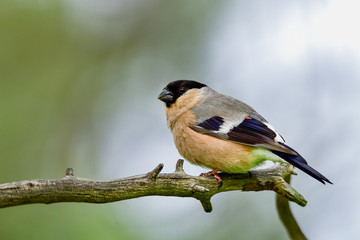 Obraz premium Eurasian bullfinch